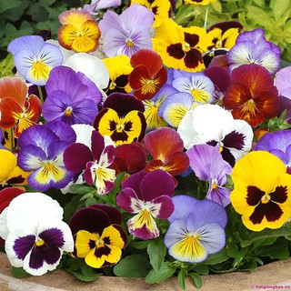Hạt giống Hoa Bướm đa sắc - hoa Păng xê Mix - hoa Pansy Italy VTP92 | Vạn Tín Store