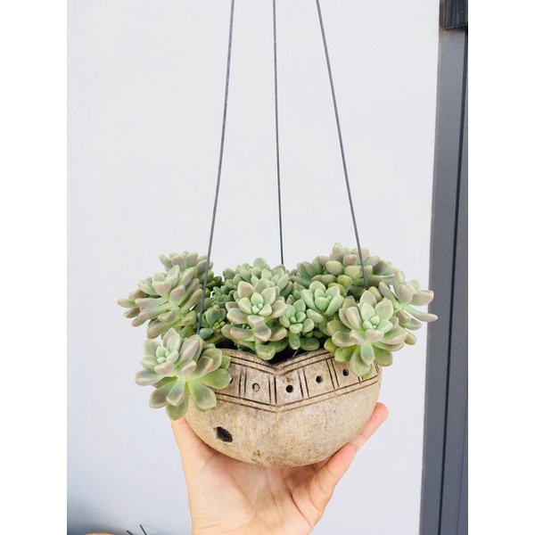 COMBO 5 GÁO DỪA TREO MIỆNG LƯỢN TRỒNG LAN CÂY CẢNH, SEN ĐÁ.... MAYHONG GARDEN