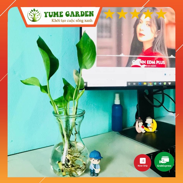 Cây cảnh trầu bà mini trồng thủy sinh