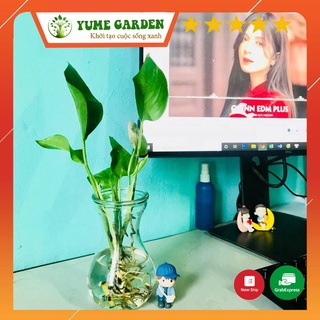 Cây trầu bà mini trồng thủy sinh