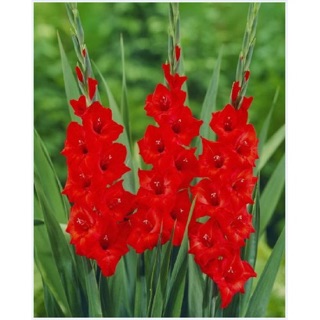Bộ 20 củ giống hoa lay ơn đỏ và vàng ( NẢY MẦM 100% ) - STHG2