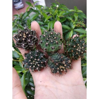 1 cây xương rồng gymno 2-5cm