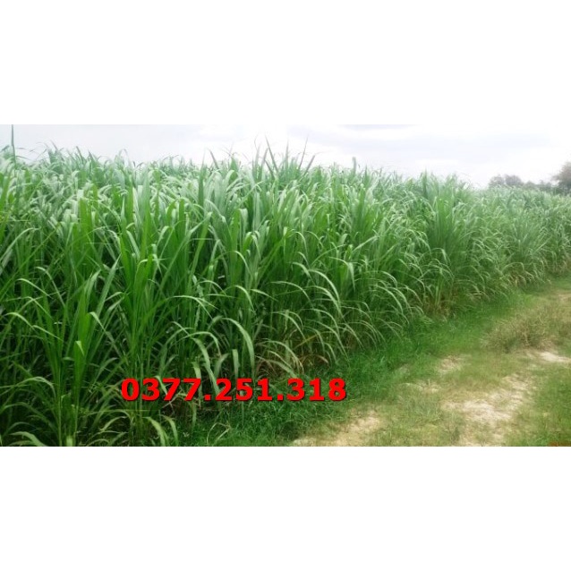 Hạt Giống Cỏ Voi Lai Không Lông Lá Mềm Năng Suất Cao Gói 500g - Cỏ Cao Lương, Cỏ Chăn Nuôi Trâu, Bò, Dê, Ngựa