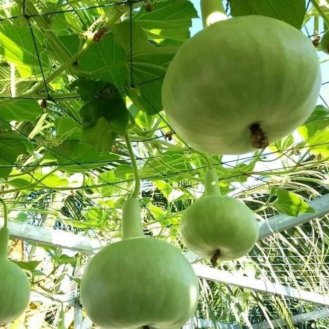 HẠT GIỐNG BẦU HƯƠNG PATAYA