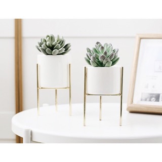 Chậu cây để bàn Hàn Quốc kệ mạ vàng (không cây)