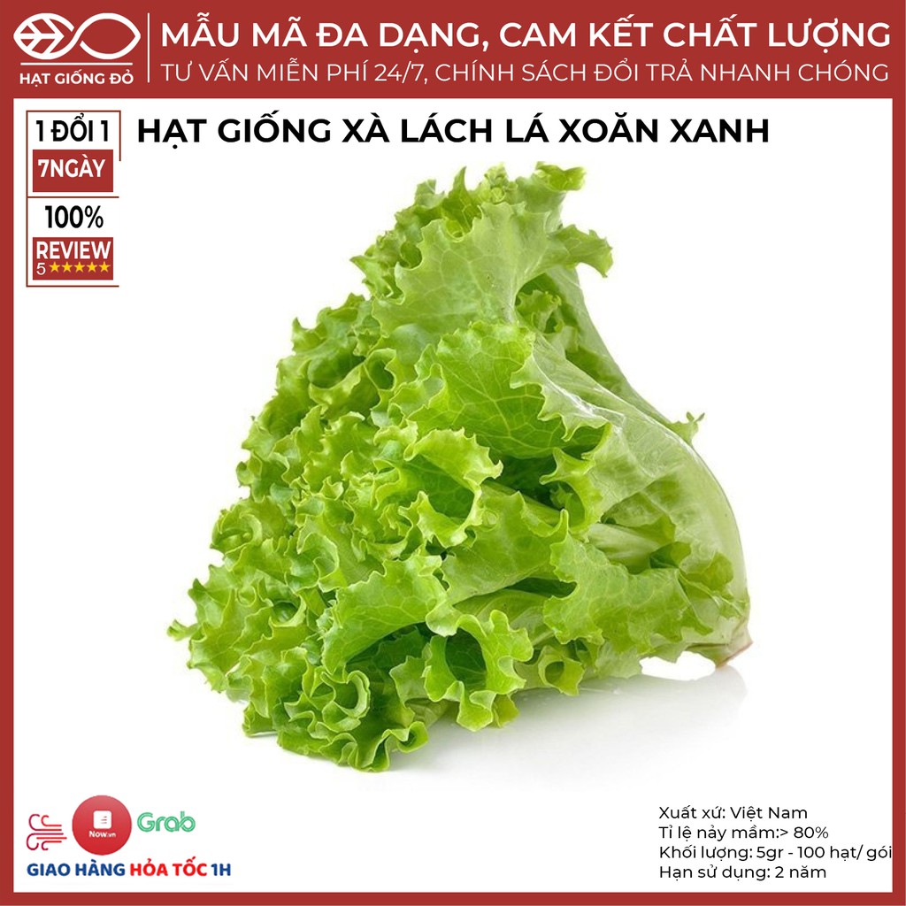 Hạt Giống Xà Lách Xoăn Xanh (5gr) - Giống chịu nhiệt tốt, độ đồng đều cao, thích hợp điều kiện khí hậu nhiệt đới