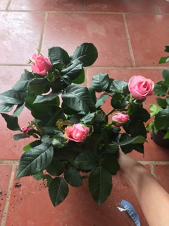 Hoa hồng siêu nụ sẵn chậu