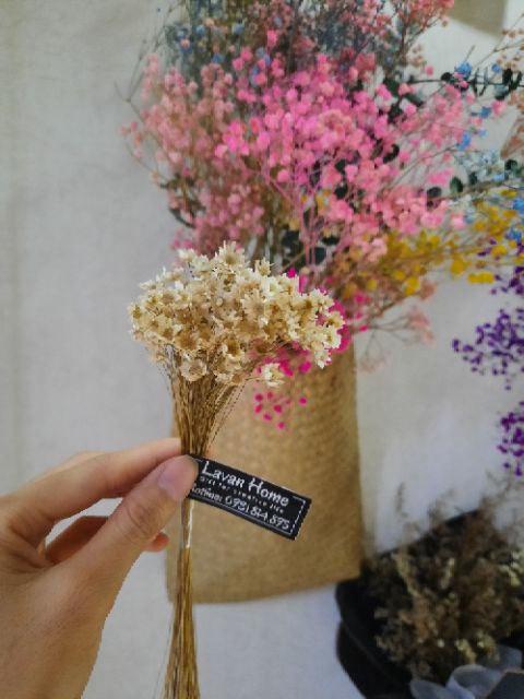 Hoa khô glixia, hoa cúc nhiệt đới, hoa snowy, hoa cúc bất tử siêu đẹp, bền lên đến 10 năm nguồn gốc Brazil