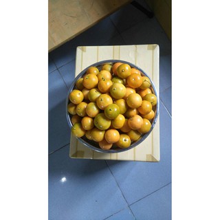 TẮC XÍ MUỘI BẾN TRE BIG SIZE (TẮC XẮT KHOANH)