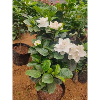 cây Bạch Thiên Hương cao 40cm