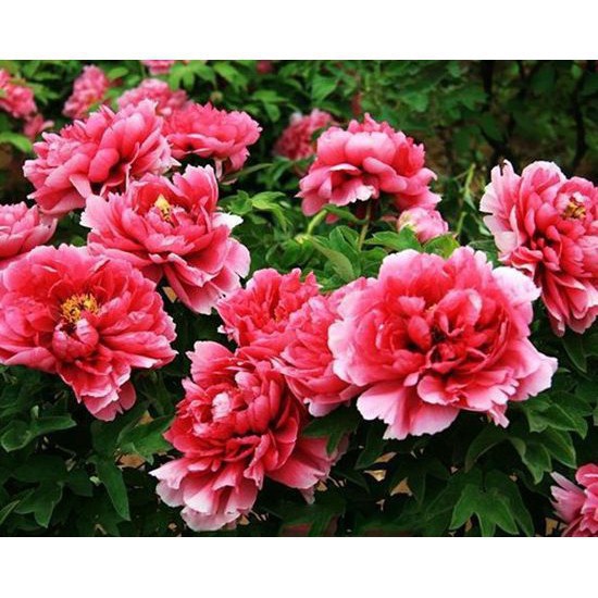 Hạt Giống Hoa Mẫu Đơn Mix Đủ Màu