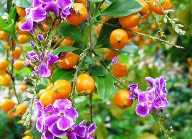 Cây chuỗi ngọc hoa tím
