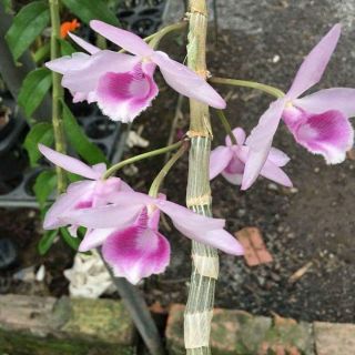 DÃ HẠC CHÂU NHƯ GIỐNG