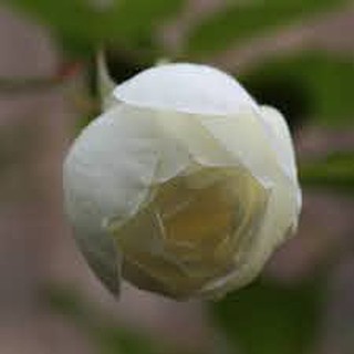 Cây hoa hồng Bach HO