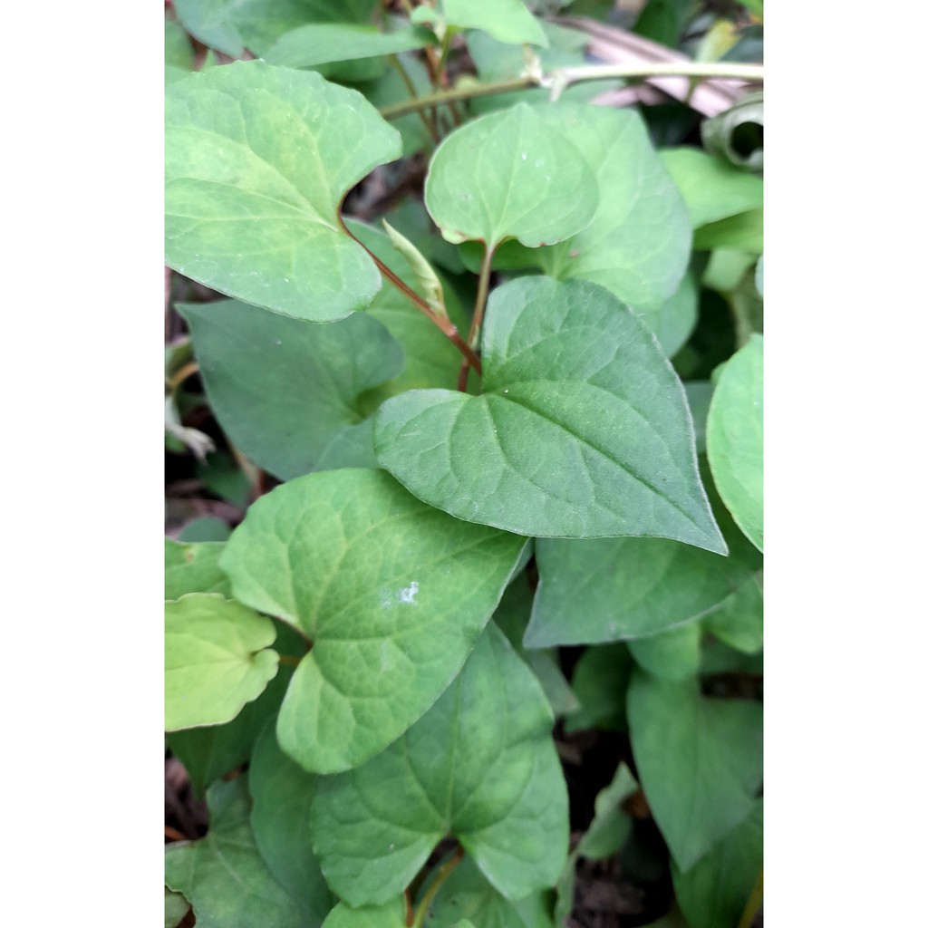 Cây diếp cá , chậu 10 -20 cây