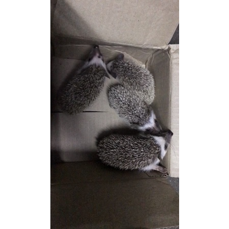 Hamster, nhím kiểng, thỏ, bọ ú aby đủ màu
