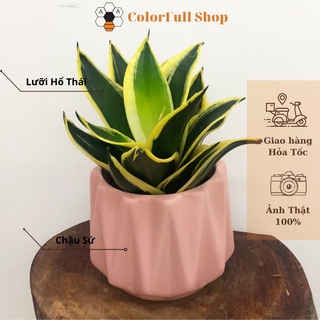 Cây lưỡi hổ Thái , cây phong thủy trồng trong nhà, cây cảnh mini để bàn trang trí nội thất văn phòng
