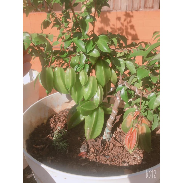 Cây giống  Khế Thái