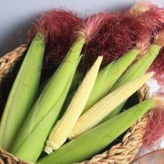 HẠT GIỐNG NGÔ BAO TỬ THÁI LAN
