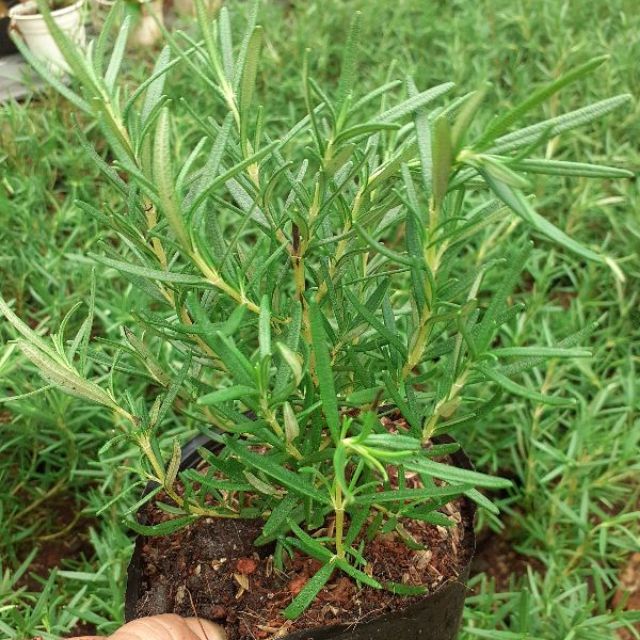 Hương thảo chậu nhỏ