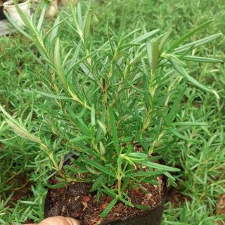Hương thảo chậu nhỏ