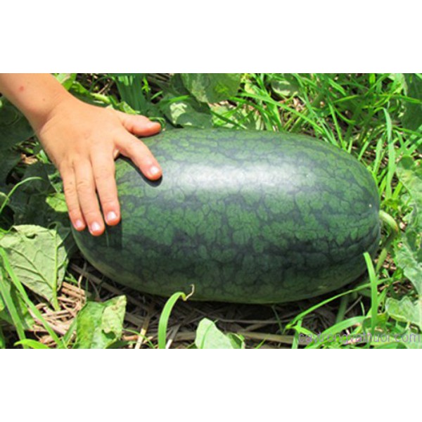Hạt Giống DƯA HẤU F1  trái dài ruột đỏ vỏ sọc ( F1 WATERMELON seeds)