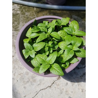 Chậu Cây Rau Quế Vị ( Xá Xị)