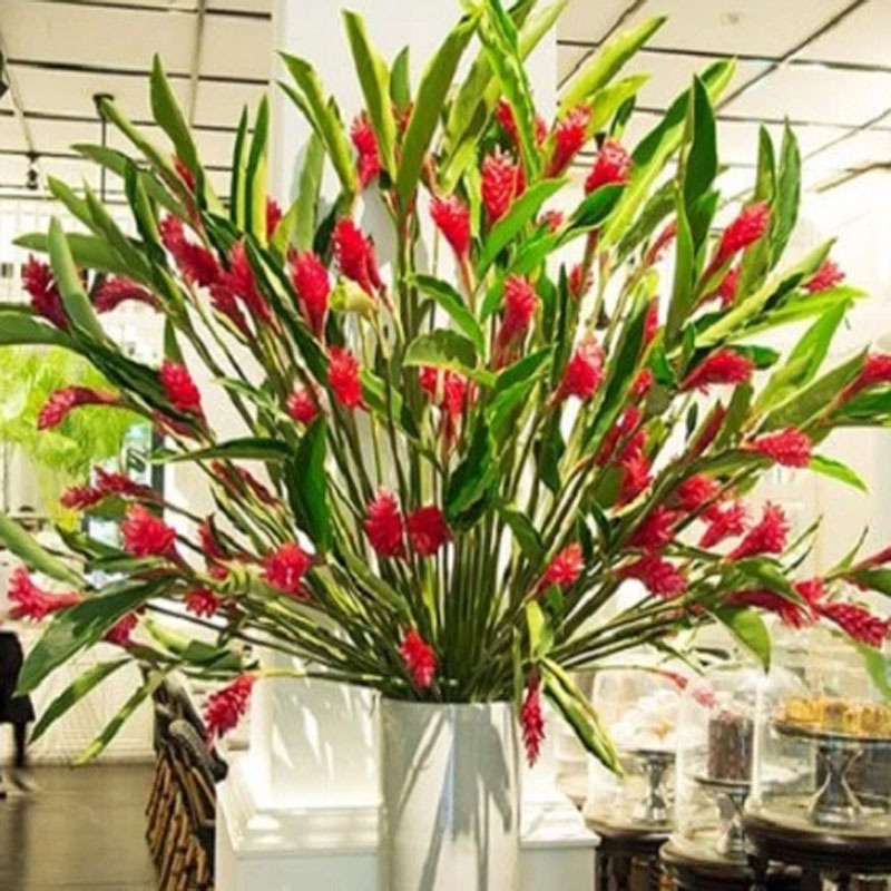 Cây hoa hạnh phúc - cây cảnh trong nhà