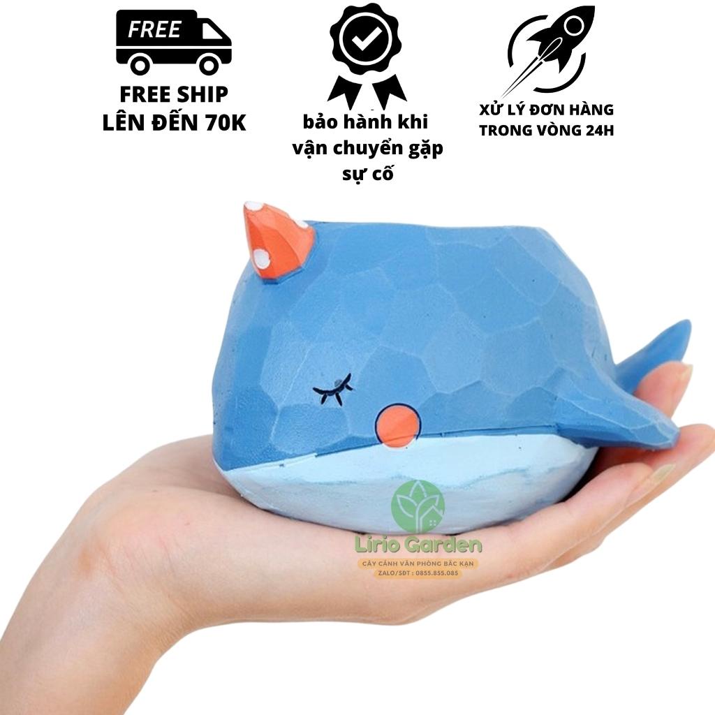 [ Quà Tặng Kèm ] chậu cây cá voi xanh