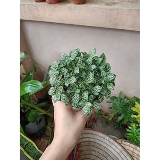 giá gốc - CHẬU CÂY CẨM NHUNG lá 2 màu xanh-đỏ