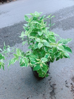 Cây Cẩm Thạch Bông