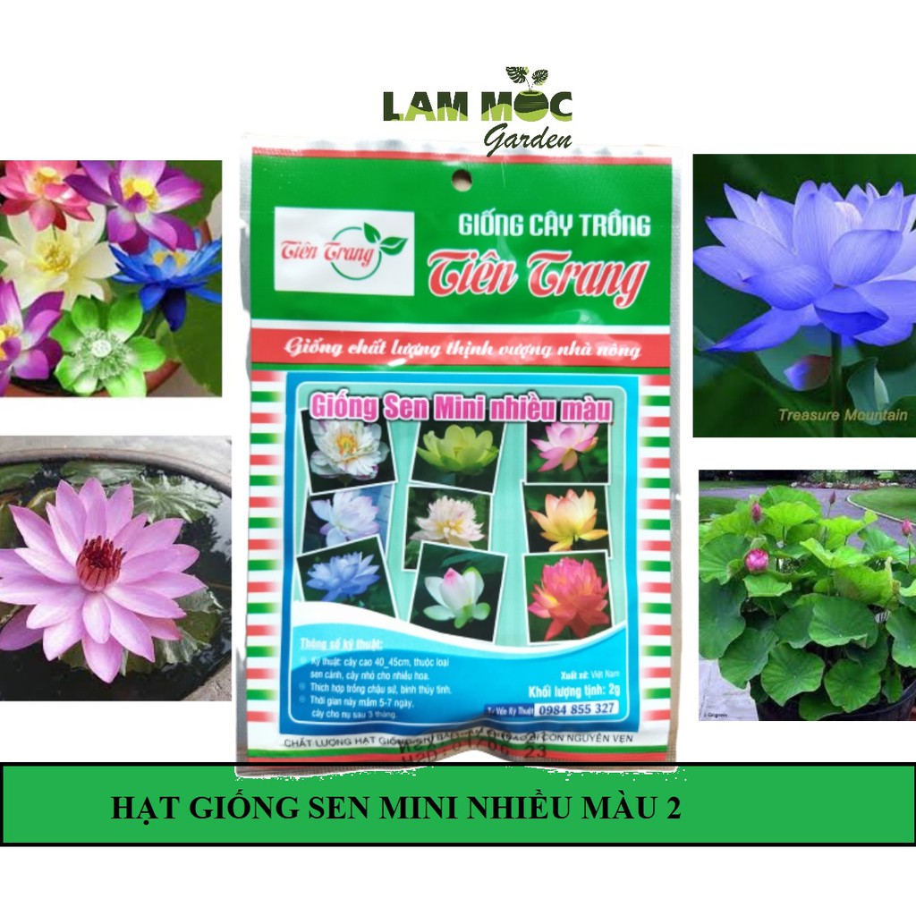 Hạt Giống Hoa Sen Nhật Mini Nhiều Màu Gói 5 Hạt
