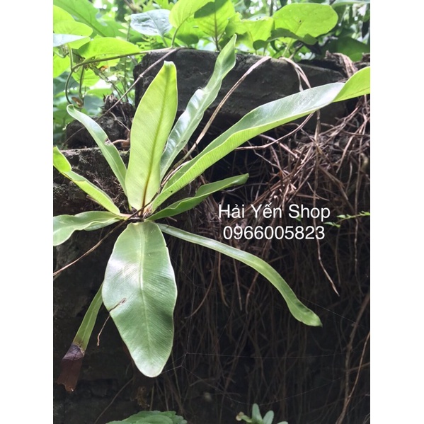 Cây Tổ Quạ làm cảnh xanh đẹp