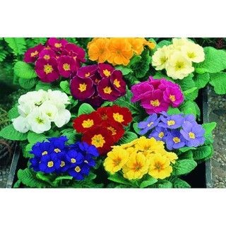 <> Hạt giống Cúc báo xuân - beeshop