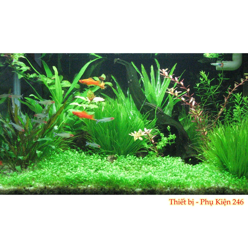 Beeball khoáng viên Nhật chuyên dụng khử độc nước dùng nuôi tép cảnh cá cảnh thủy sinh 250 viên