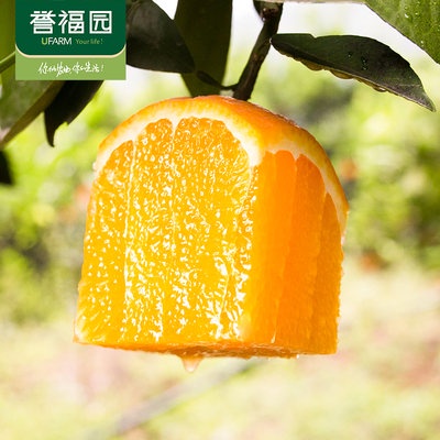 Vườn phước lành đích thực ma dương Băng đường cam bây giờ hái ngọt Cam Mùa trái cây tươi nên mùa cam quýt 5/9 kg