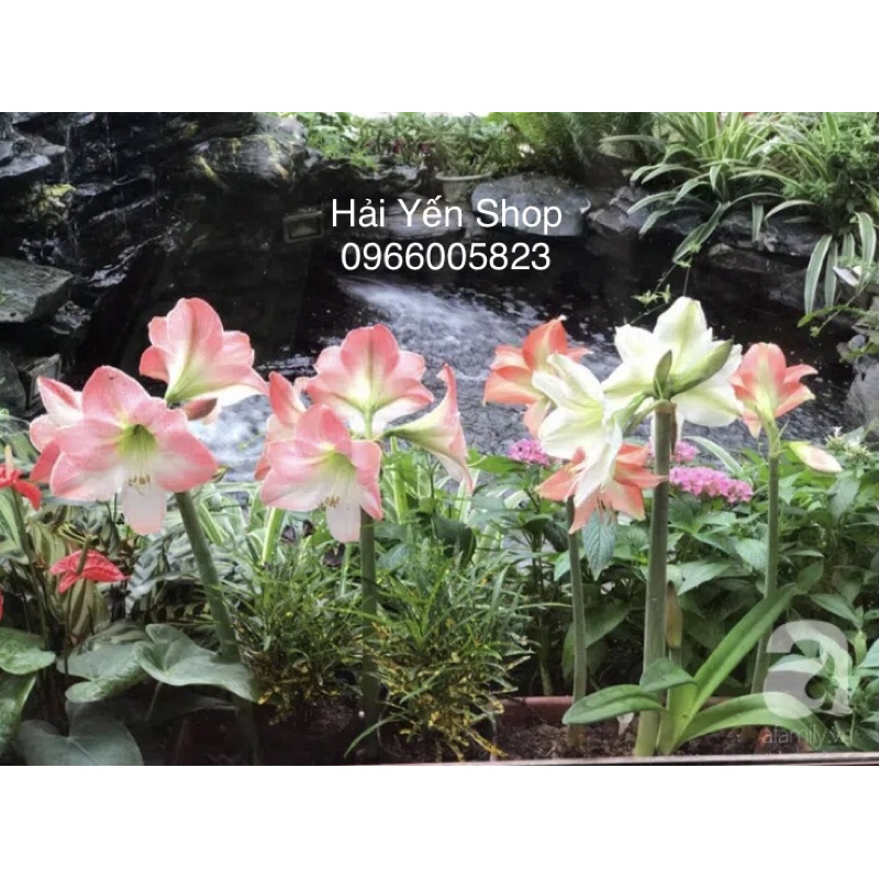 Củ Giống Hoa Lan Huệ Tây_1 củ