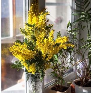 Hạt giống hoa MIMOSA ( cây trinh nữ)- 10 hạt