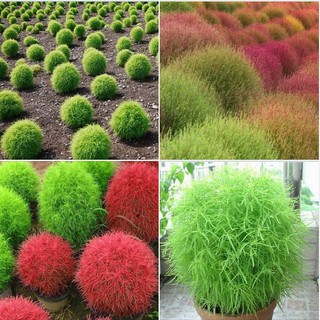 Hạt giống cây cỏ đổi màu kochia Nhật- 1 gói 50 hạt