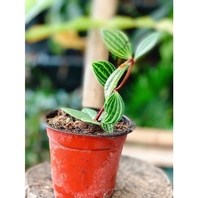 Cây giống Peperomia puteolata Parallel (Cây Song Song) chậu nhựa 8cm