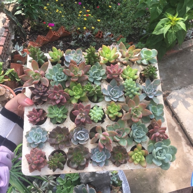 #Hạt_giống_hoa_sen ( kim cương + nga + xương rồng + nắp ấm + bẫy kẹp + tai thỏ +mini nhật )