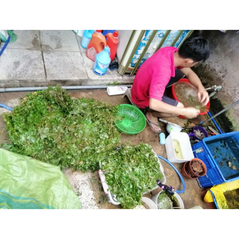 Rong La Hán 1kg 120k nuôi cá
