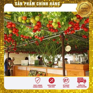 Hạt Giống Cà Chua Leo Giàn (4 hạt)
