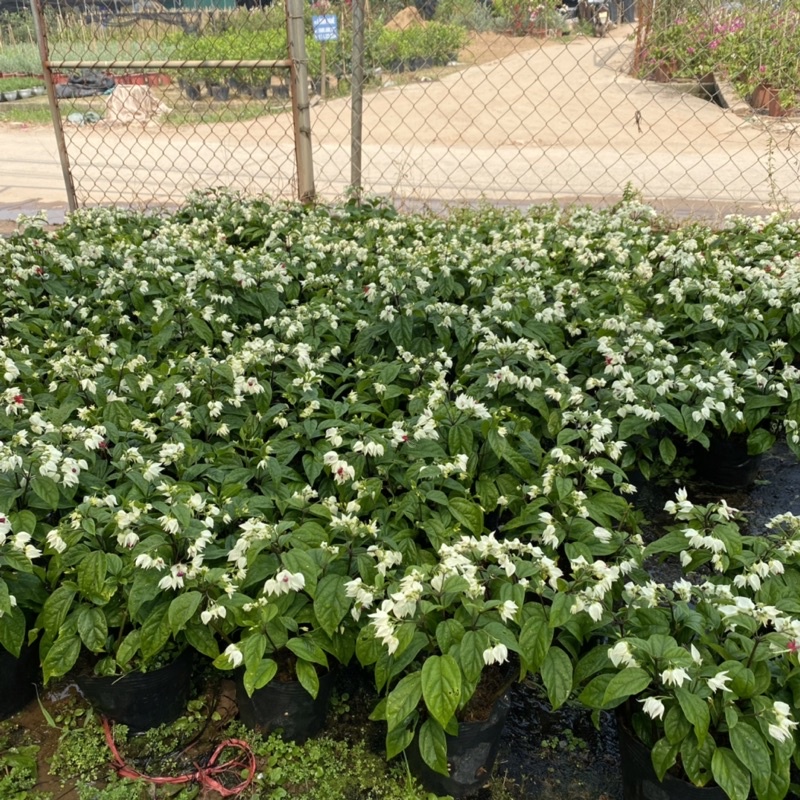 Cây ngọc nữ trồng trong bịch đen thích hợp trang trí ban công sân vườn (Ảnh Thật