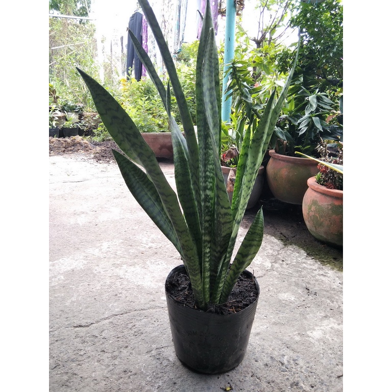 Cây lưỡi hổ lá xanh