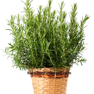 50 Hạt giống Cây Hương Thảo Rosemary Rạng Đông