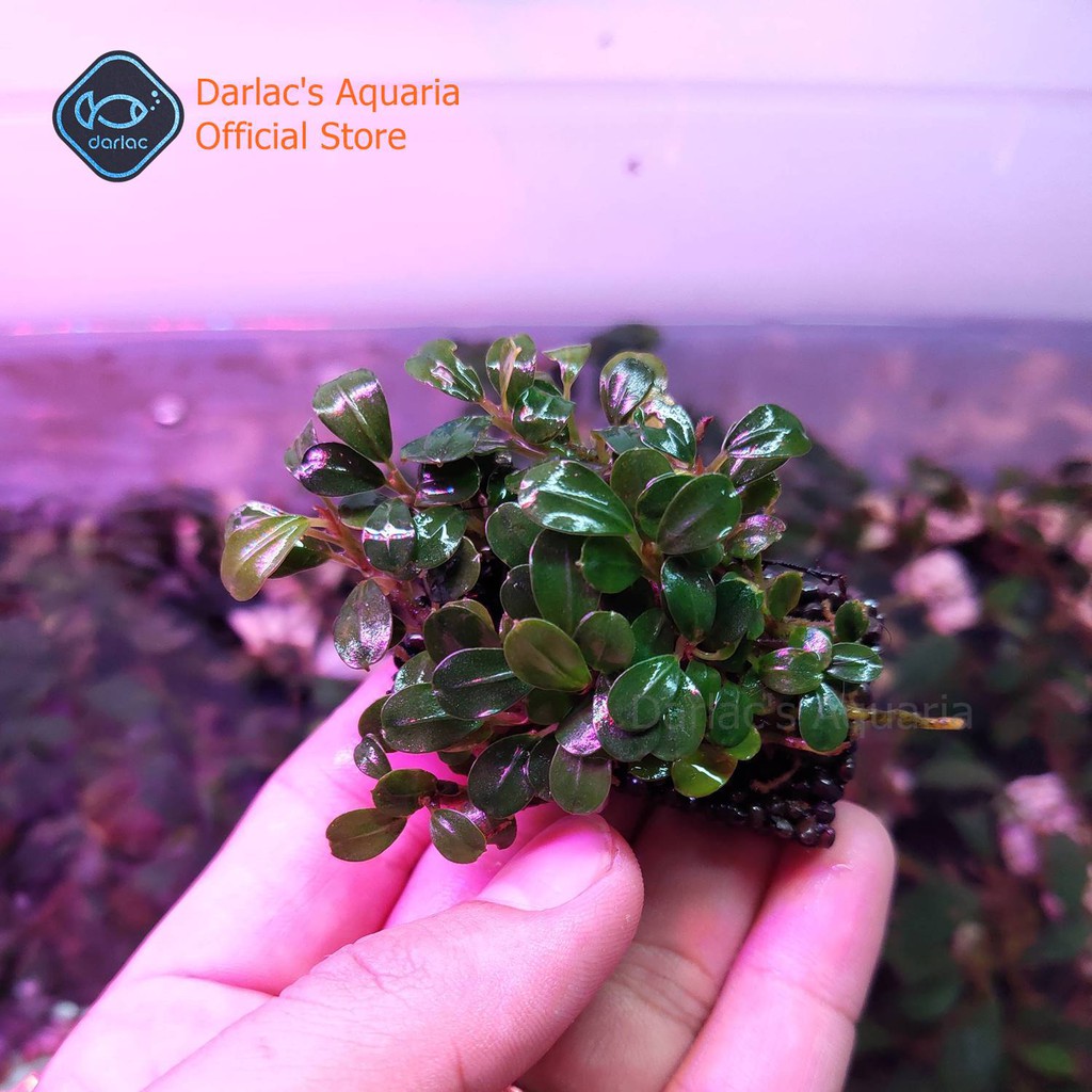 Thanh bucep thủy sinh đã ra lá nước - Cây thủy sinh bucep - Darlac's Aquaria Bucephalandra