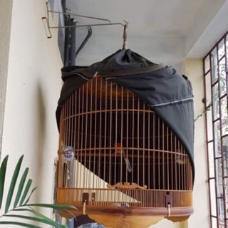 Móc treo lồng chim choè lửa