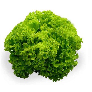 2g Hạt giống rau Xà lách xoăn cao sản