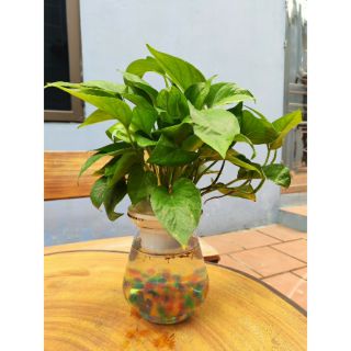 Chậu Cây Trầu Bà Thủy Sinh ( loại lớn )